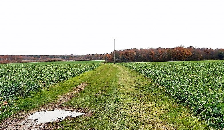 03bis Ancienne voie entre Genillé et Céré la Ronde du côté de la Ferme neuve photo PMD nov 2011