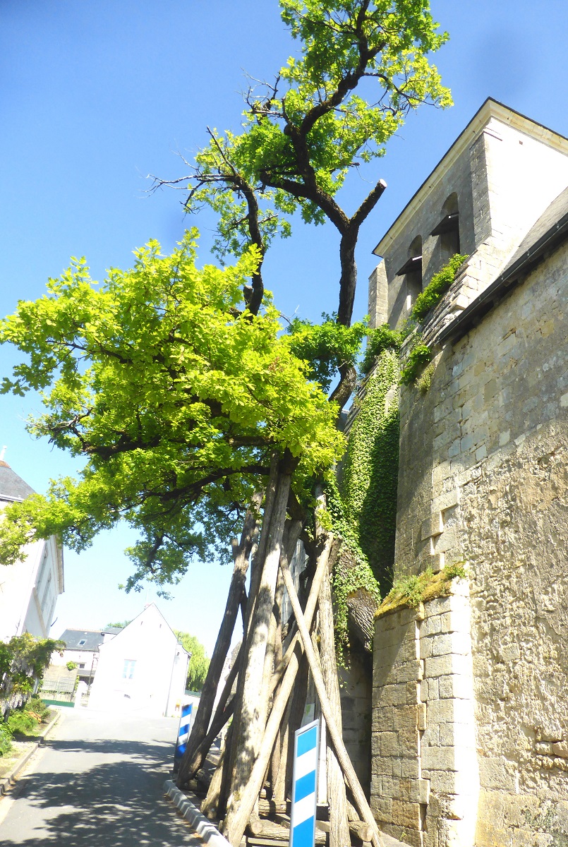 07e Le chêne de léglise photo PmD oct 2015