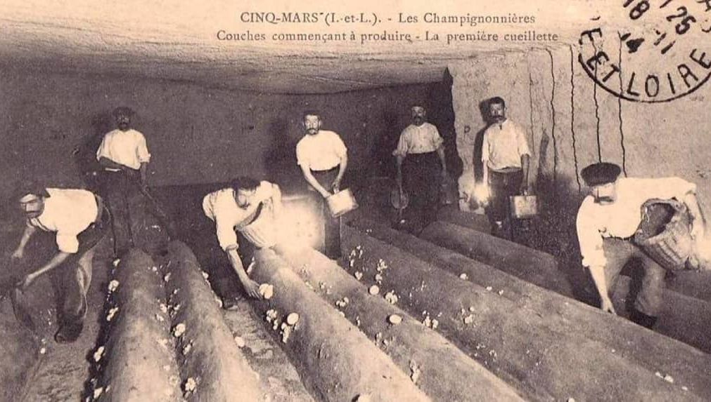 14 Cave des Figuiers cp