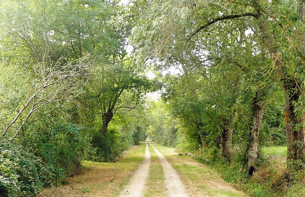 12 Ancienne voie entre Beaumont et Savigny en Véron photo PMD sept 2012